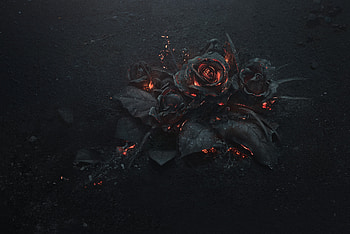 Burning Roses , rose, flowers, fire, dark HD wallpaper