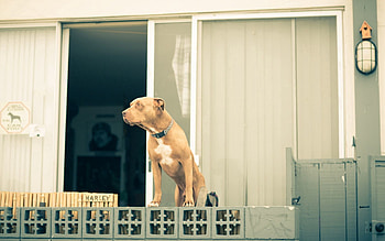 Animals, Building, Dog, Thoroughbred HD wallpaper