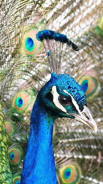 Peacock Feather, Blue, Peacock Bird, peacock, bird HD phone wallpaper
