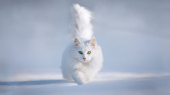 Animals, Cats HD wallpaper
