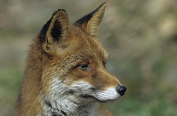 Animals, Fox, Muzzle, Close-Up HD wallpaper