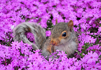 Squirrel, animal, summer, pink, field, flower, cute, veverita HD wallpaper
