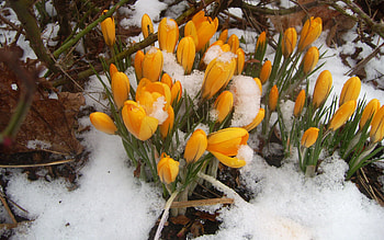 Nature, Snow, Snowdrops, Forest, Spring HD wallpaper