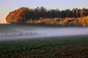 Autumn, landscape, trees, mist, fog, nature HD wallpaper