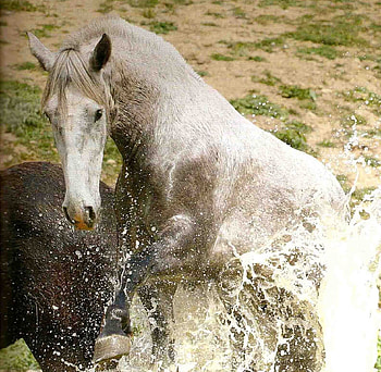 Splashing Out, spanish, andalusian, horses, grey, splash HD wallpaper