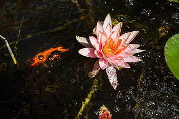 Flowers, Water, Bloom, Flowering, Water Lily, Nymphea, Nymphe HD wallpaper