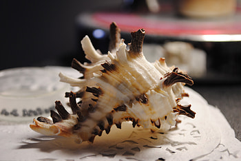 Macro, Miscellanea, Miscellaneous, Shell, Nautical, Maritime HD wallpaper