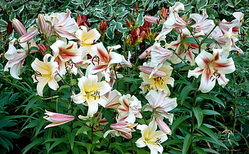 Flowers, Lilies, Greens, Flower Bed, Flowerbed, Disbanded, Loose, Garden HD wallpaper
