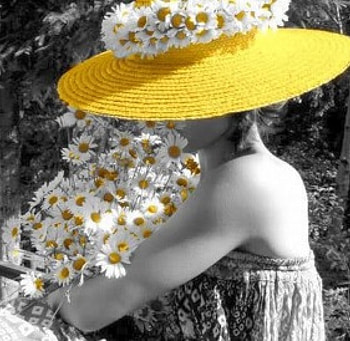 daisies, daises, graphy, cool, flowers, people HD wallpaper