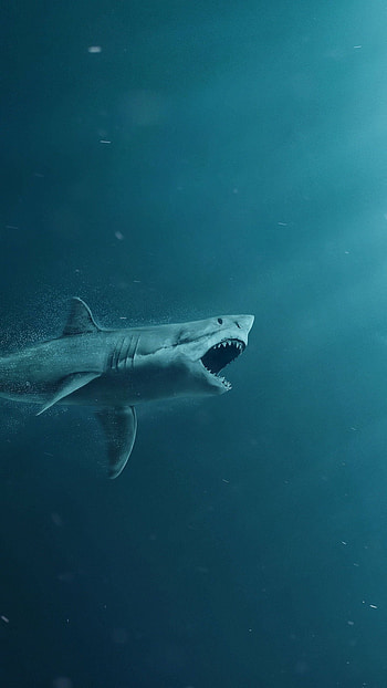shark background, Shark , shark, Shark background shark HD phone wallpaper