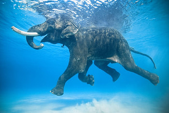 Taking A Swim, blue, white, trunk, eyes, tusk, tail, gray, reflection, animals, elephant, water, legs, mouth HD wallpaper