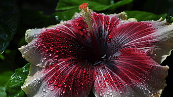 Hibiscus , Vibrant , Stunning , Natural beauty HD wallpaper