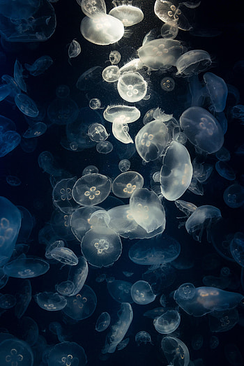 Animals, Jellyfish, Glow, Creatures, Under Water, Underwater HD phone wallpaper
