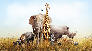 Species extinction live science, Mammals HD wallpaper