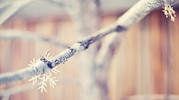 Winter, Snowflakes, Macro, Branch HD wallpaper
