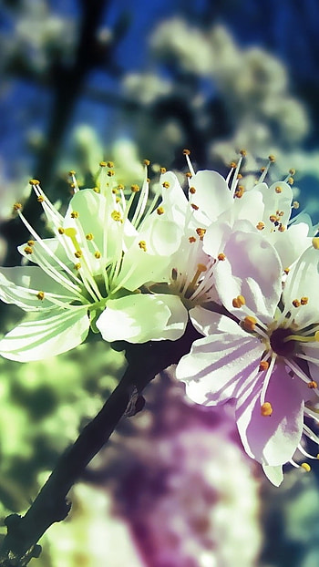 Flower, Beautiful, Flowers Background HD phone wallpaper