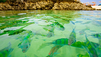 Animals, Sea, To Swim, Swim, Fish, Underwater, Submarine HD wallpaper