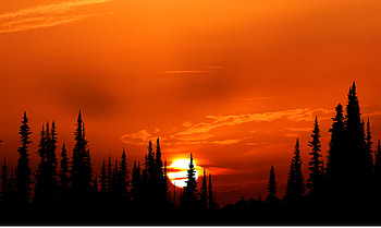 Sunset Orange Forest , forest, nature, sunset HD wallpaper