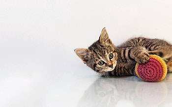 Animals, Background, Cat, Kitty, Kitten, Toy, Playful HD wallpaper