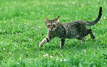Cat, pussy, Animal, purr HD wallpaper