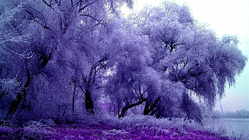 National Geographic Christmas , Festive holiday spirit, Beautiful winter scenes, Seasonal joy HD wallpaper