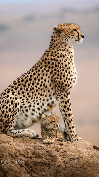 Cheetah, Yellow, Black HD phone wallpaper