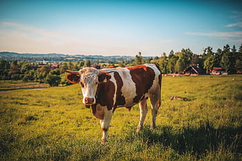 Brown and white cow standing in a lush green pasture on a sunny day. HD wallpaper