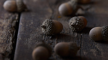 Wooden table decor, Close-up view, Macro graphy, Natural acorn HD wallpaper