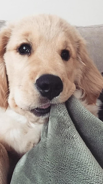 Cute Dog, Golden Dog HD phone wallpaper