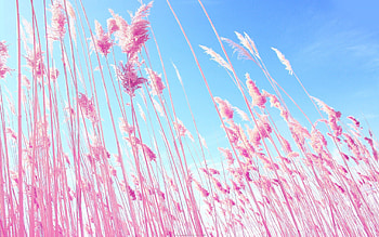 Nature, Grass, Sky, Pink HD wallpaper