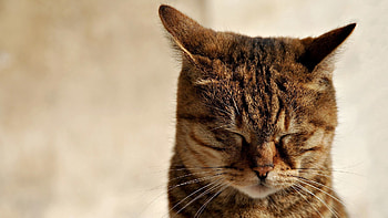 Animals, Cat, Muzzle, Striped, Ears, Sleep, Dream HD wallpaper