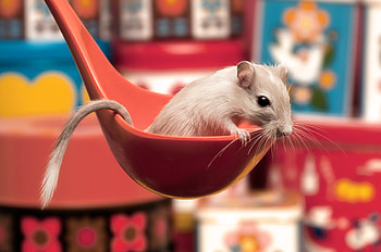 Animals, Sit, Mouse, Spoon, Curiosity, Ladle HD wallpaper