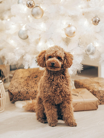 Animals, Dog, Brown, Pet, Curly, Poodle HD phone wallpaper