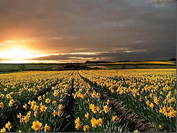 Sunset, sky, nature, flowers HD wallpaper