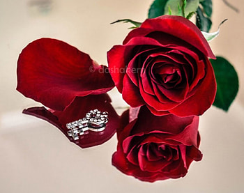 Red Roses, nature, flowers, roses, red HD wallpaper