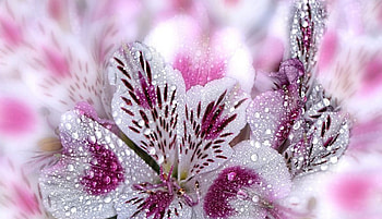 ❤❤❤, plant, beautiful, spring, flower HD wallpaper