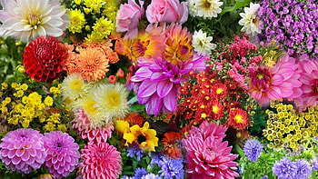 Autumn Beauties, colorful, pink, yellow, red, autumn, nature, flowers HD wallpaper