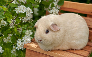Animals, Flowers, Sit, Bench, Guinea Pig HD wallpaper
