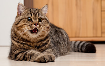 Animals, Cats HD wallpaper