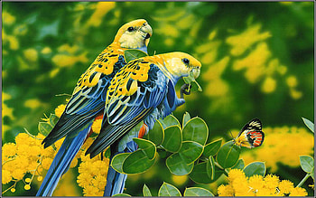 Parrots, blue, bird, yellow, green, couple, nature, papagal, parrot, pasari HD wallpaper