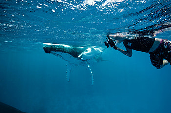 Whales, Snorkeling HD wallpaper