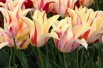 TULIPS, PETALS, LEAVES, COLORS, STEMS HD wallpaper