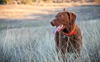 Animals, Grass, Dog, Muzzle, Field, Stroll HD wallpaper
