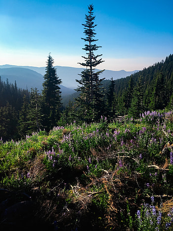 Nature landscape, Scenic view, Spruce trees, Natural beauty HD phone wallpaper