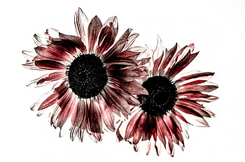 SunFlowers, flowers, abstract, sun, flower HD wallpaper