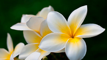 Plumeria , Stunning beauty, Detailed , Floral delight HD wallpaper