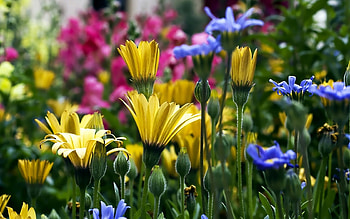 Plants HD wallpaper
