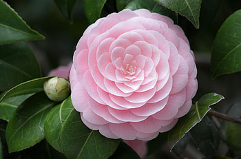 Flowers, Flower, Bud, Close-Up, Tenderness, Camellia HD wallpaper