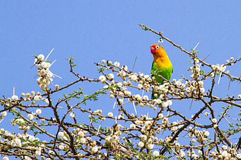 Animals, Parrots, Wood, Multicolored, Motley, Tree, Branches HD wallpaper
