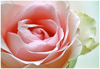 delicate blush, plants, soft, beauty, rose, delicate, blossoms, bud, nature, flowers, blooms, lovely HD wallpaper